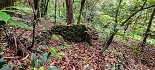 Plants: image 7 Of 208 Thumb